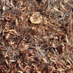 Japanese cherry cut down complete