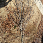 Banfield pet hospital