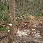 Landscaping Project