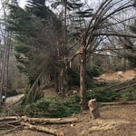 Storm damage