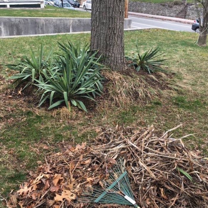 Spring clean-ups