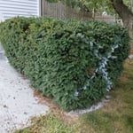 Shrub, Bush and Root removal, hauling and disposable services