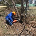 Small to medium tree removal