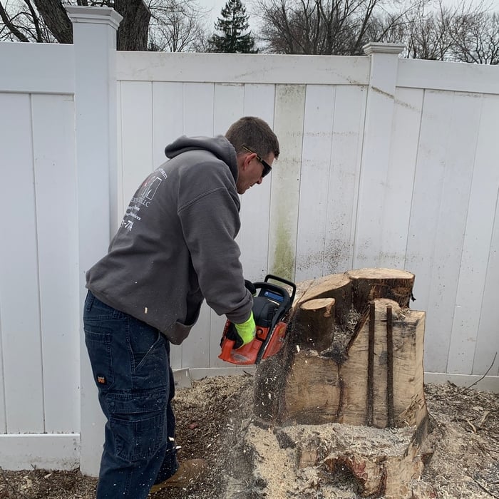Removal of large tree stump