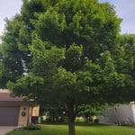 Maple trim.