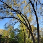 Red oaks to be removed