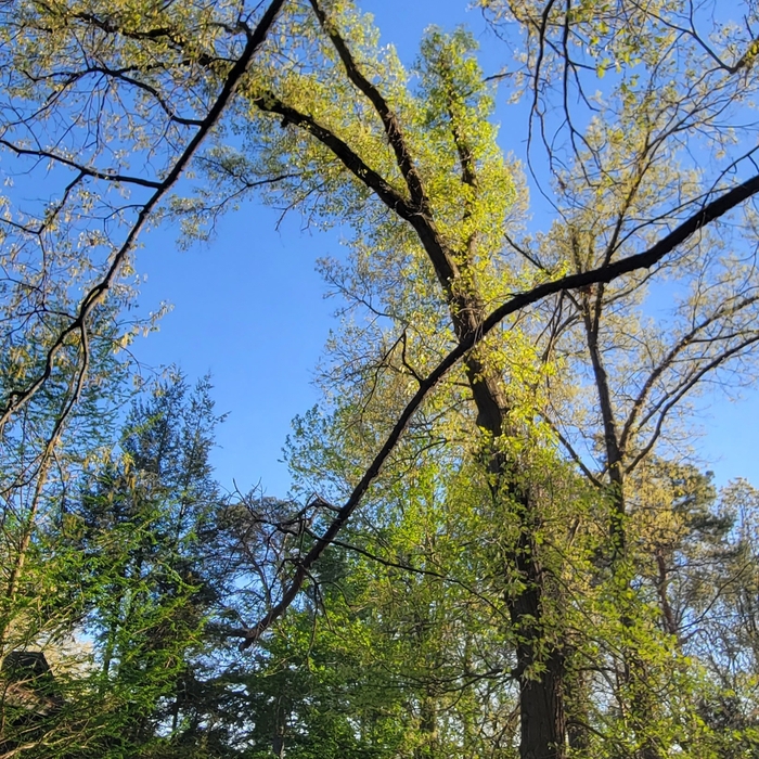 Read oak customer wanted removed to allow more sunlight and to eliminate the possibility of damage to their home and landscaping in the event of a severe storm.