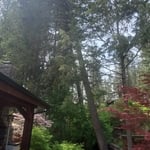 The backyard and the tree...