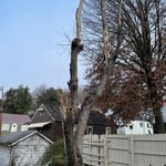 Tree Service Project