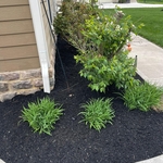 Mulch Job