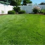 Nice yard