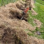 Shrub dividing and replanting