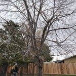 Tree Service Project