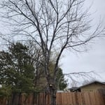 Tree Service Project