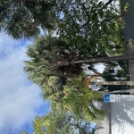 Tree Service Project