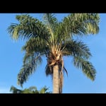 Tree Service Project