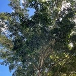 Tree Service Project