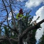Tree Service Project