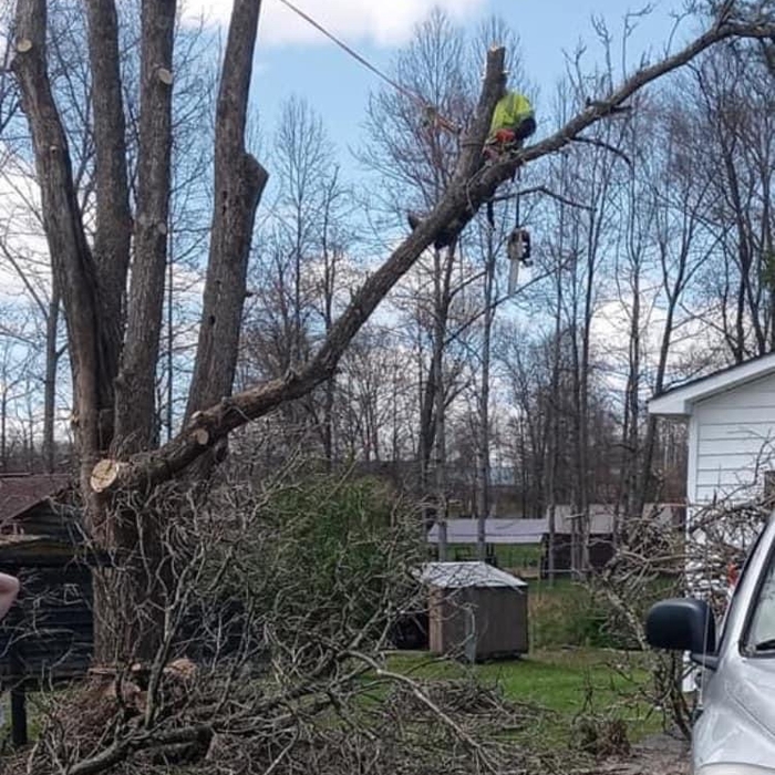 Tree Service Project