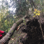 Tree Removal