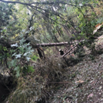 Tree Removal