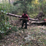 Tree Removal