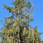 Tree removal