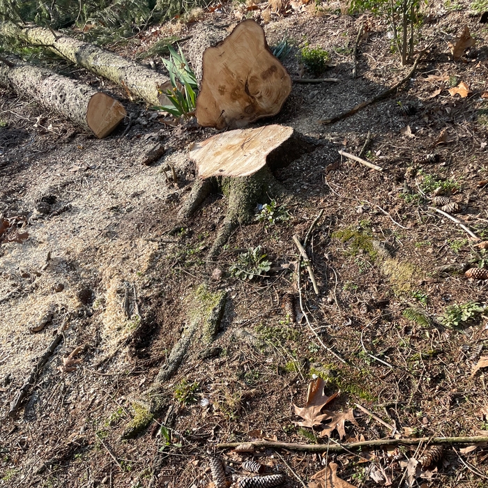 Tree removal