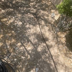 Dripline installation