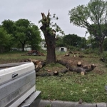 Tree work