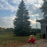 Tree Service Project