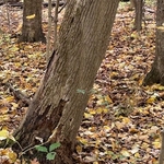Tree Service Project
