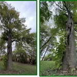Tree Service Project
