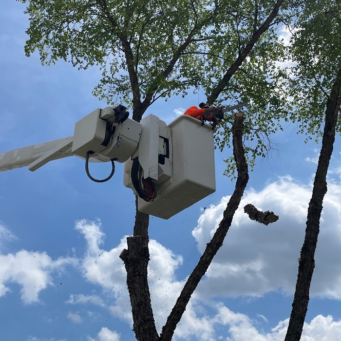 Large Birch Tree Removal
