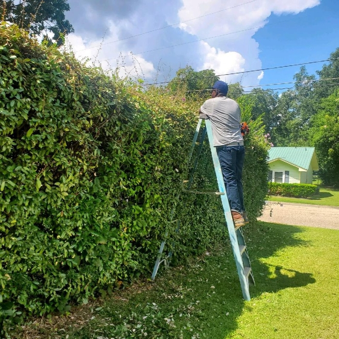 Tall tall hedges
