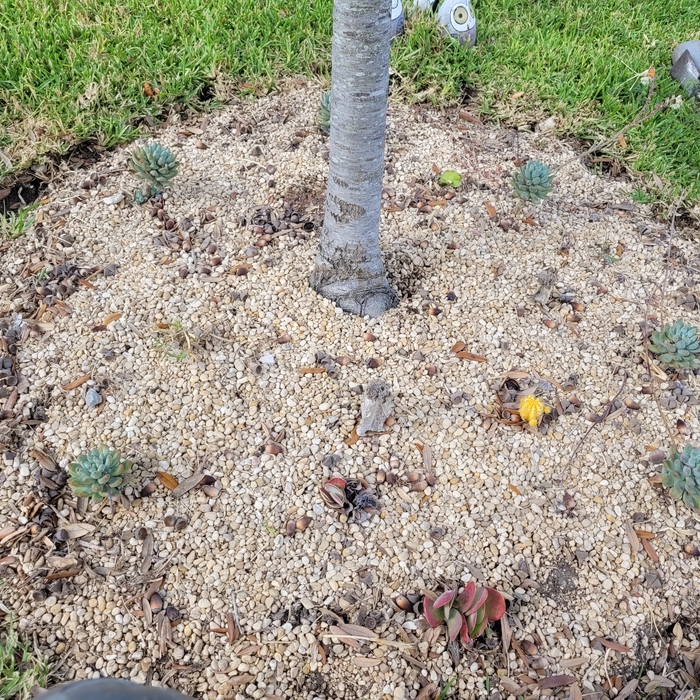 Landscaping Project
