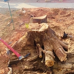 Mesquite stump