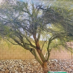 Palo Verde