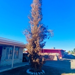 Pine Tree