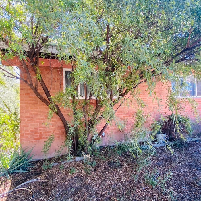 Sumac removal