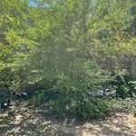 Lawn & Yard Work Project