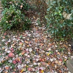 Mulching
