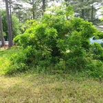 Overgrown bush in front yard with vines and shrubs attached