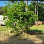 Overgrown bush after being trimmed and removing shrubs and vines.