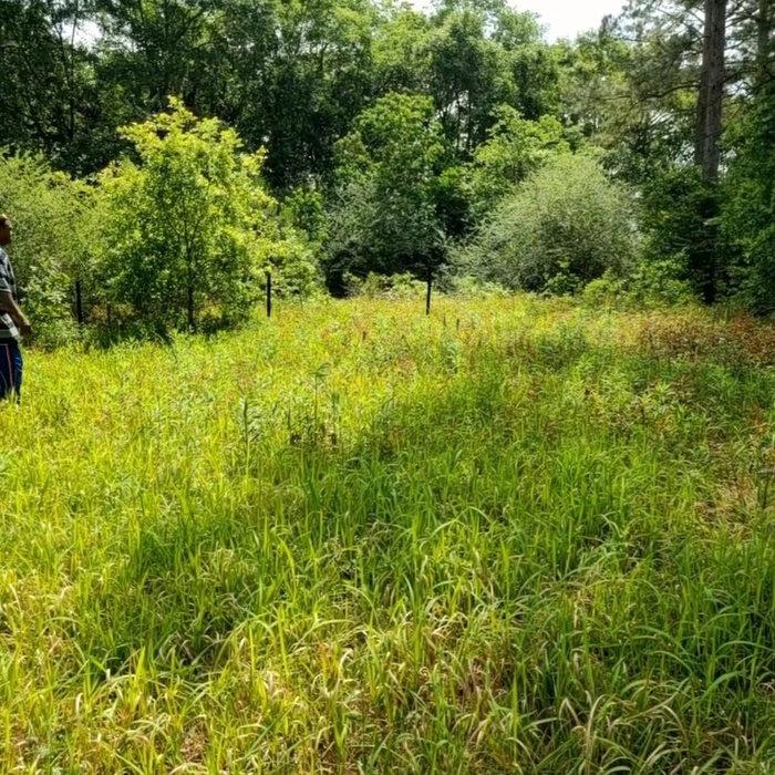 Tall grass, weeds and shrubs in rear of property