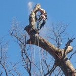 Taking down tree