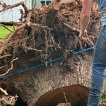 Stump Removed