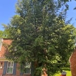 We’re Removing a Cedar Tree
