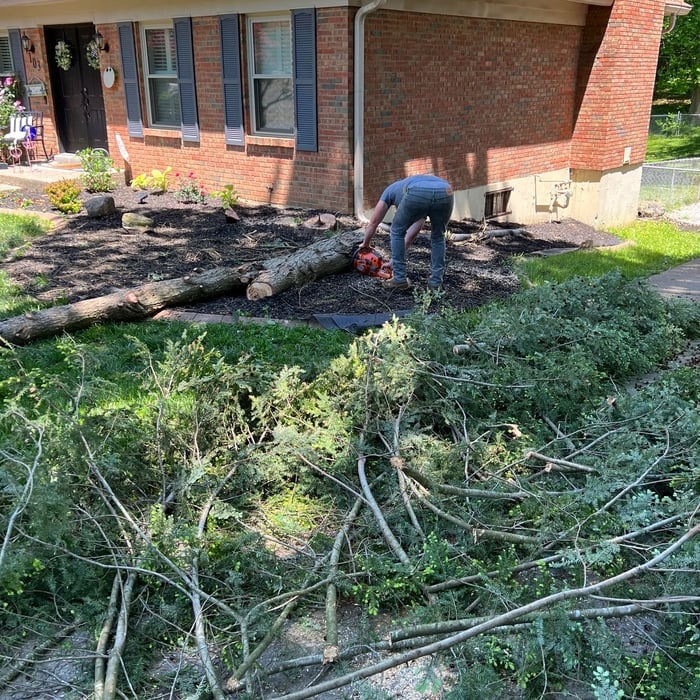 Removed cedar tree