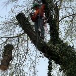 Pruned tree